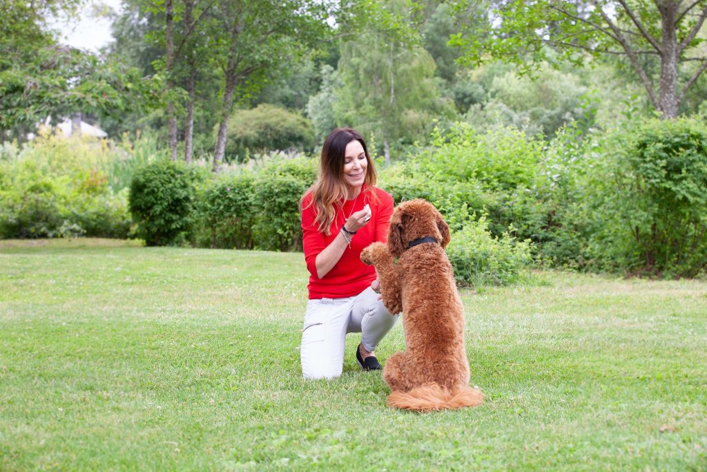 Alicekalis Collen 5436 256072 1 | Colleen Dog Training