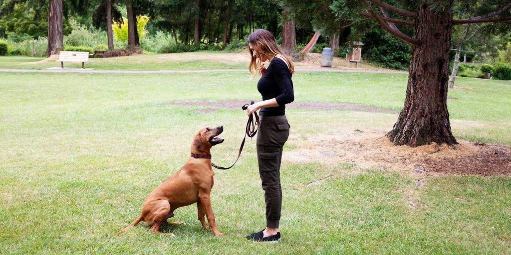 Alicekalis Hild 0144 2400 1024X512 1 | Colleen Dog Training