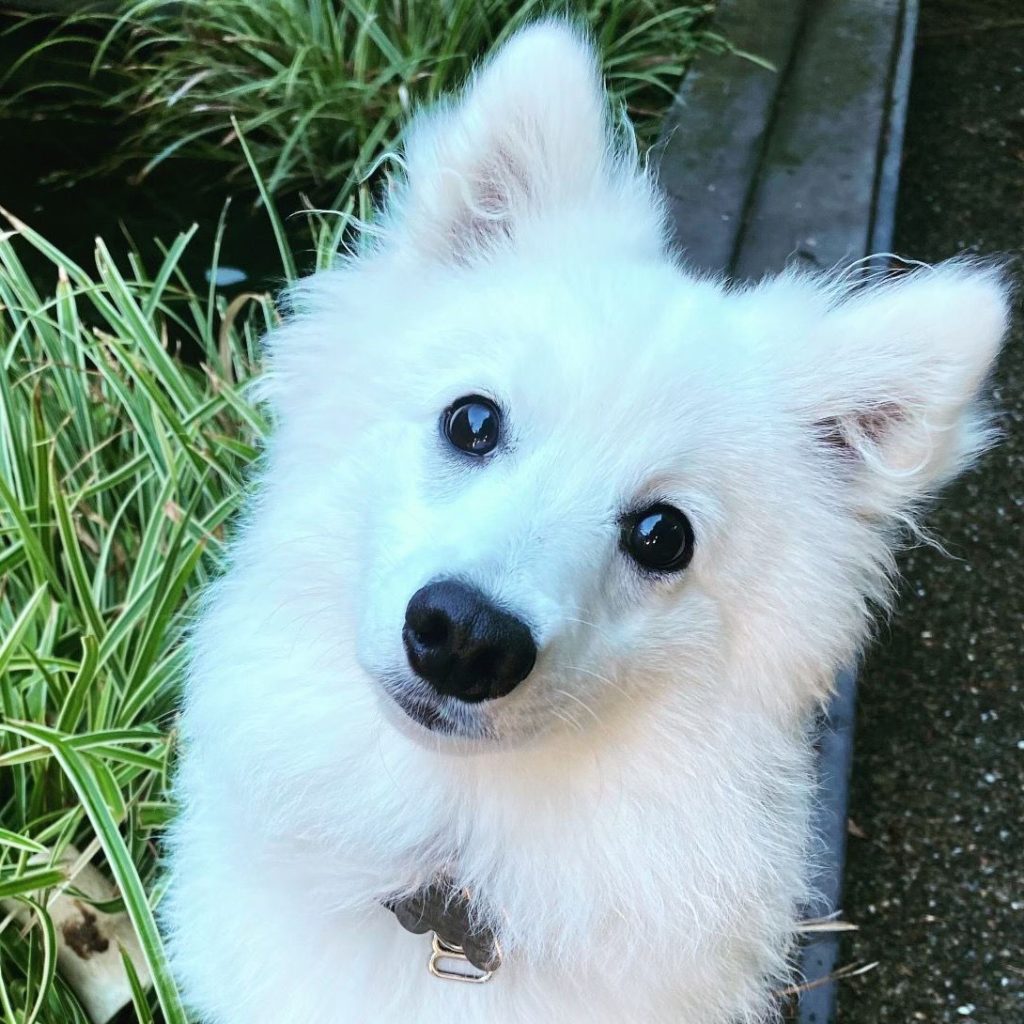 D1 | Colleen Dog Training