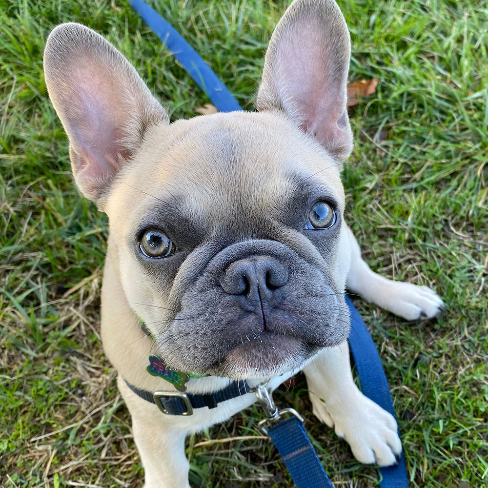 D2 | Colleen Dog Training