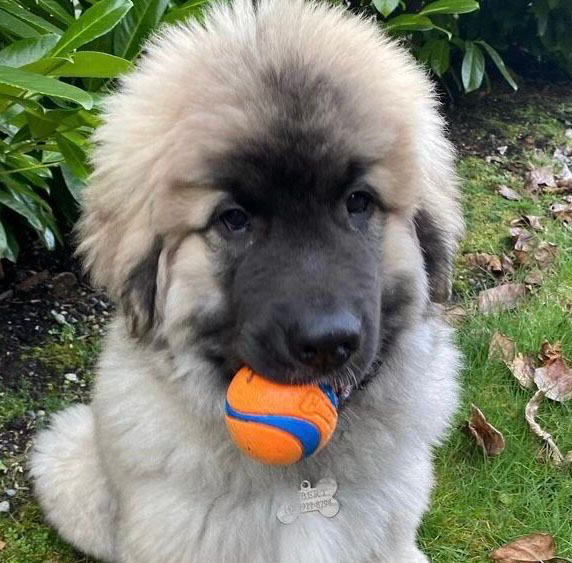 D3 | Colleen Dog Training