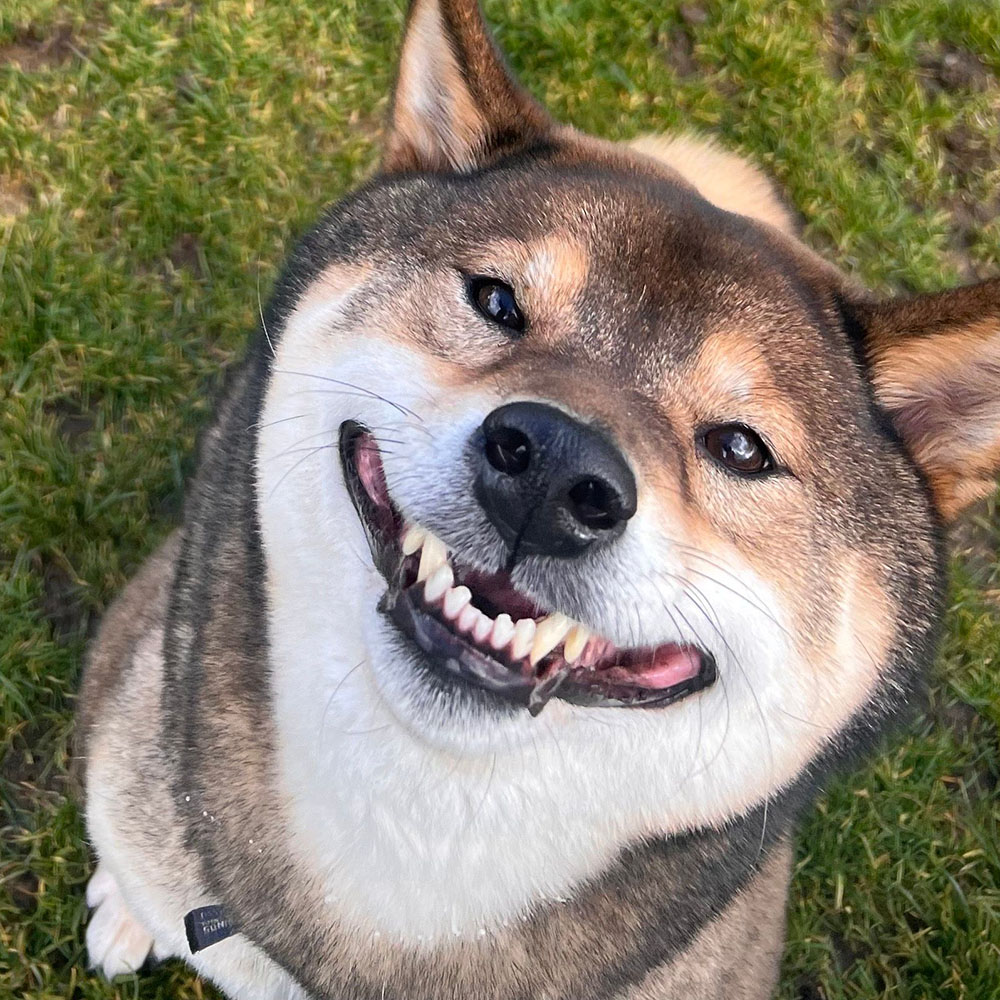 D4 | Colleen Dog Training