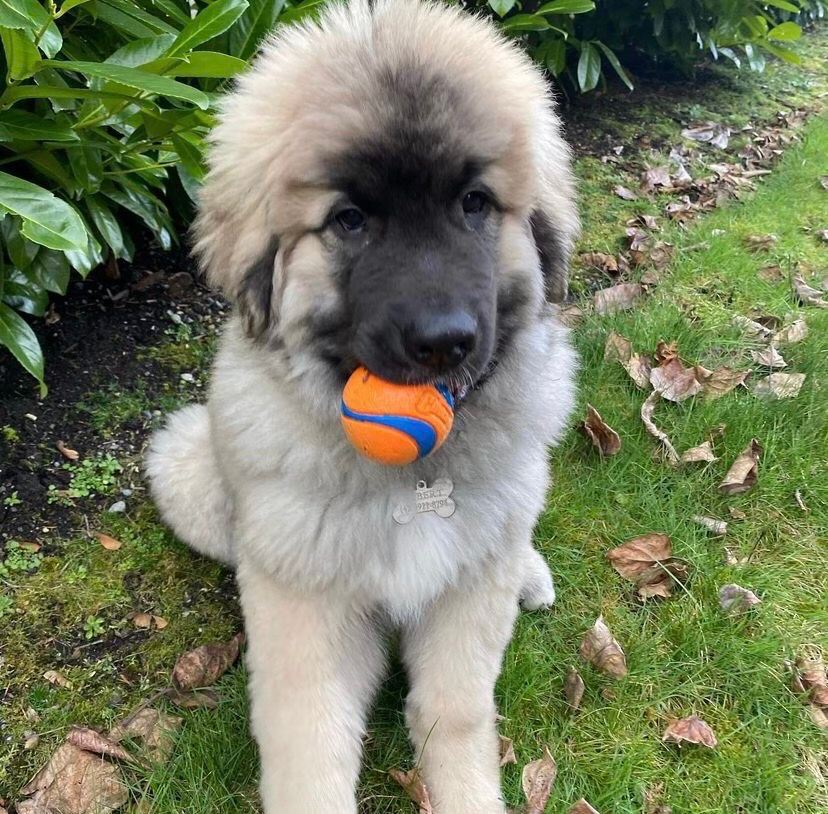 Dog Behavior Modification 2 | Colleen Dog Training