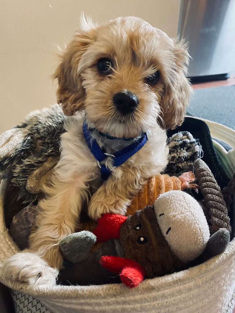 Dog Behavior Modification 3 | Colleen Dog Training