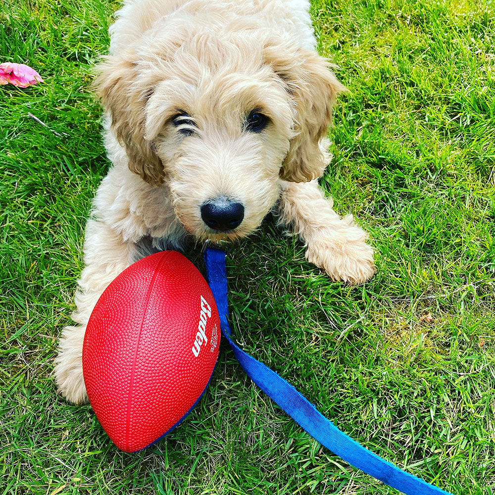 Expose Explore And Grow1 | Colleen Dog Training