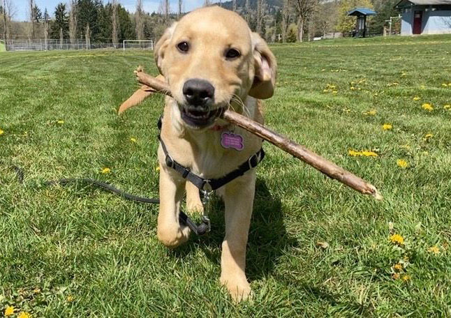 Expose Explore And Grow2 | Colleen Dog Training