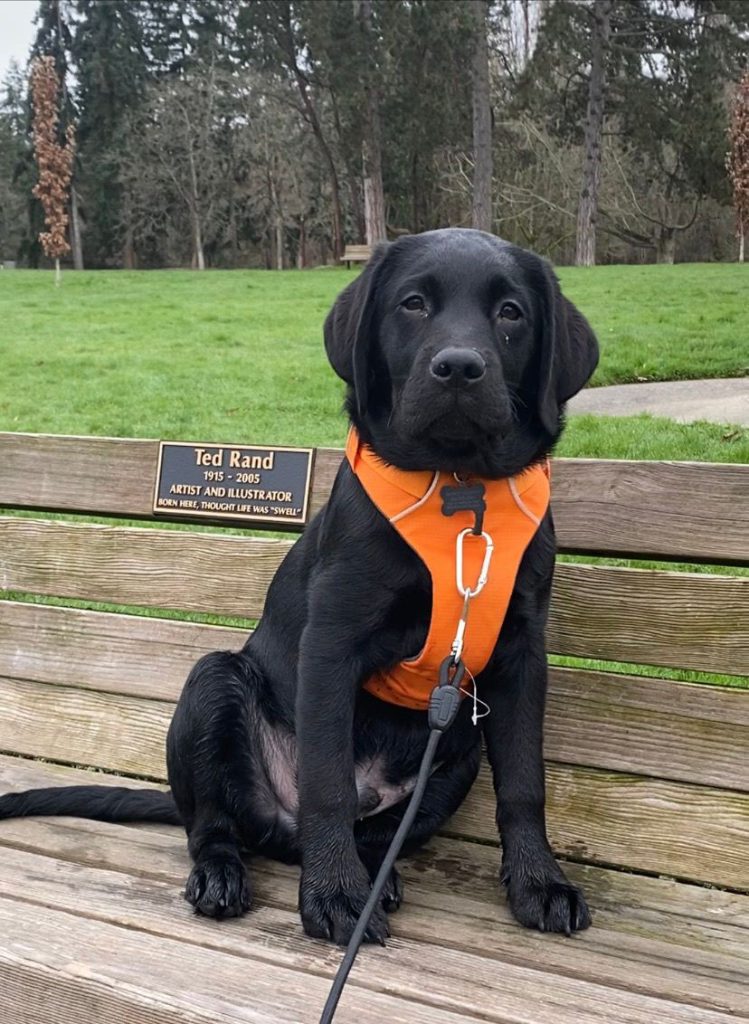 Expose Explore And Grow3 | Colleen Dog Training