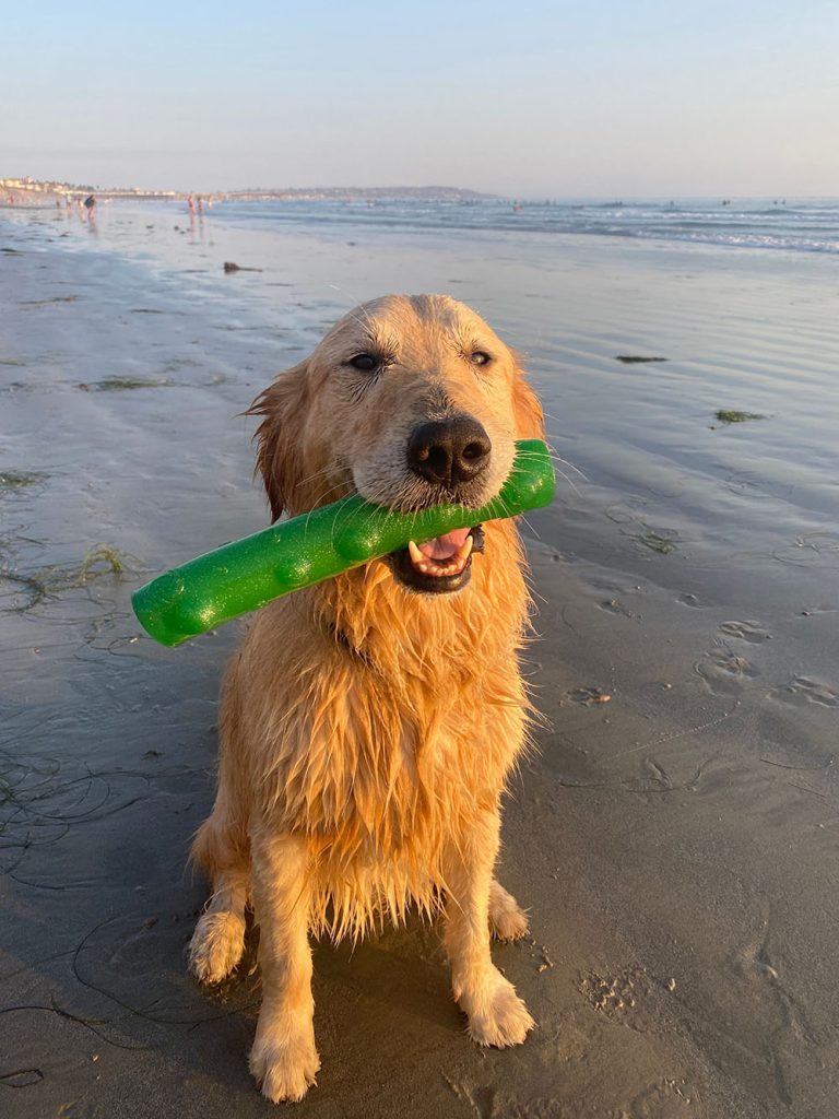 Get Started With Our2 | Colleen Dog Training